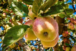 fruits, apples, apple tree-7458241.jpg