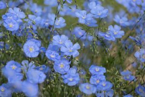 写真：青くてかわいらしい小花